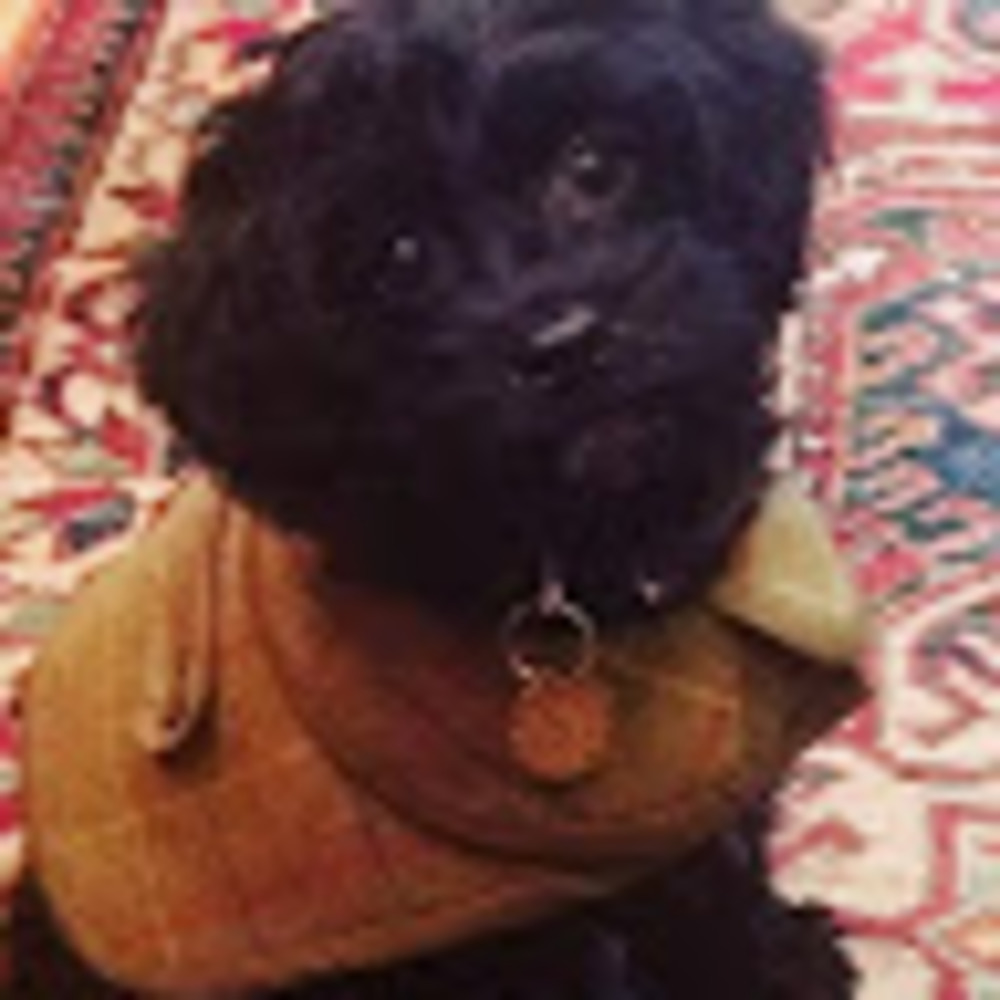 Meet your Posher, Eliza